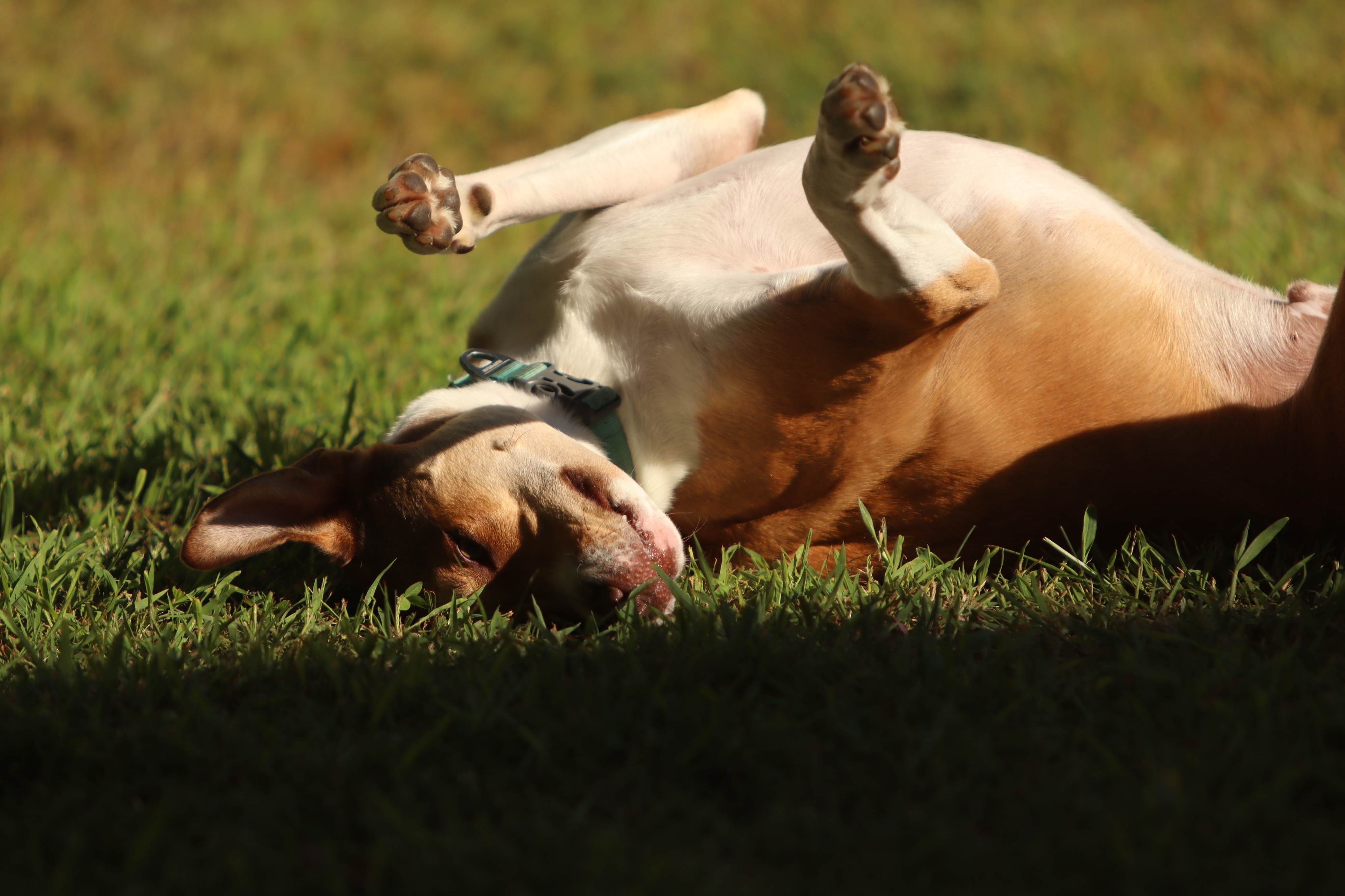 Dogs Gallery